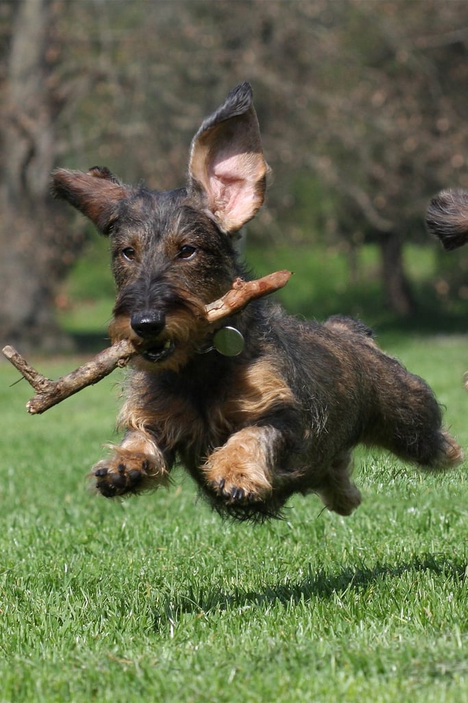 Longhaired Dachshund