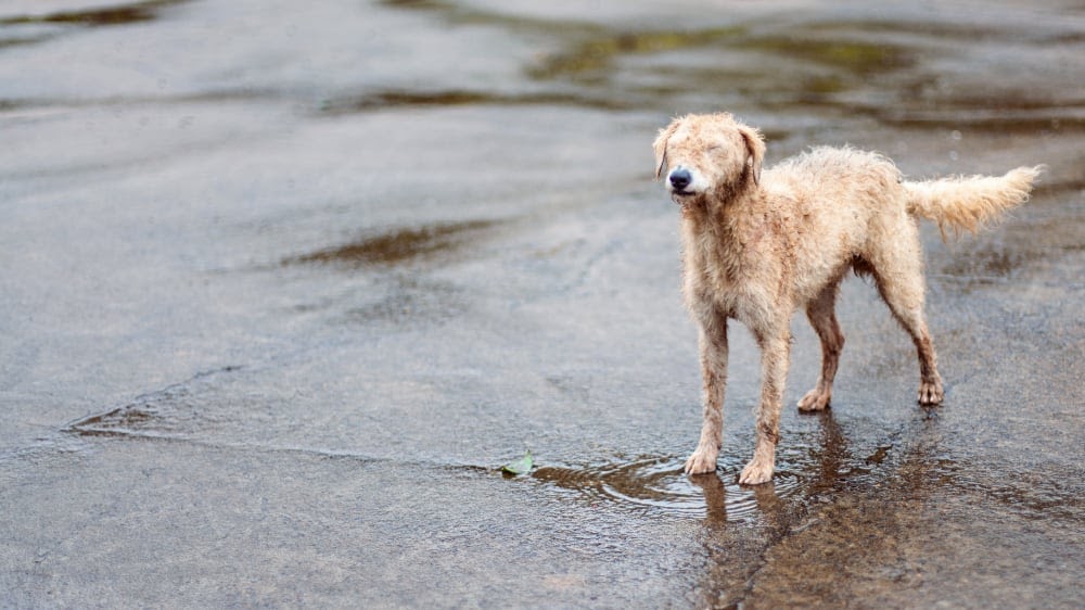 Poodle Coat for the Water