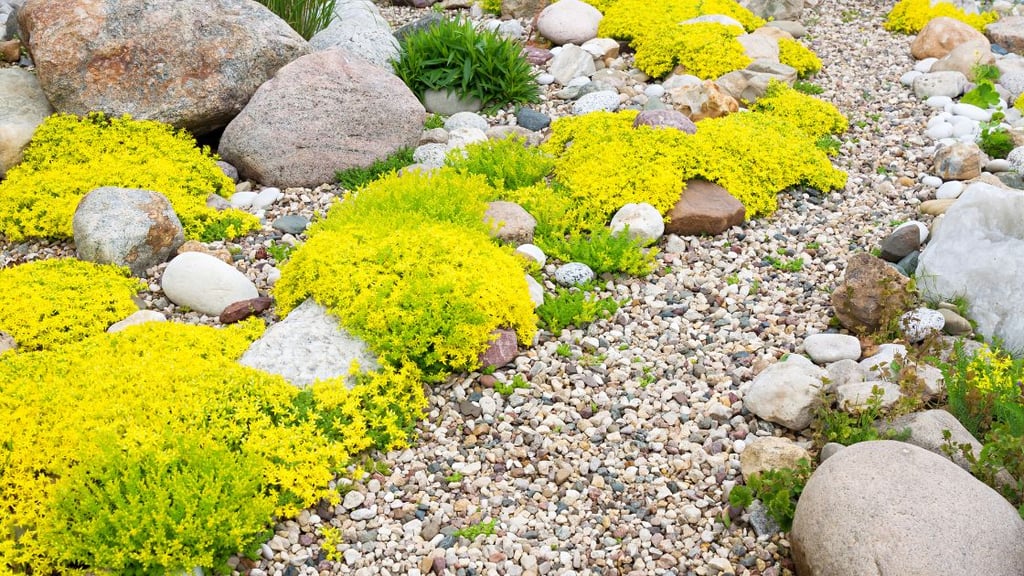 Designing Rock Gardens as Distinct Features