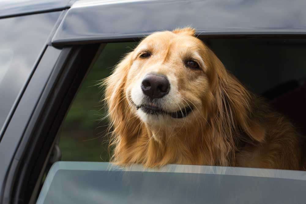 Happy Golden Retriever