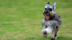 Miniature Schnauzer Smart and Obedient