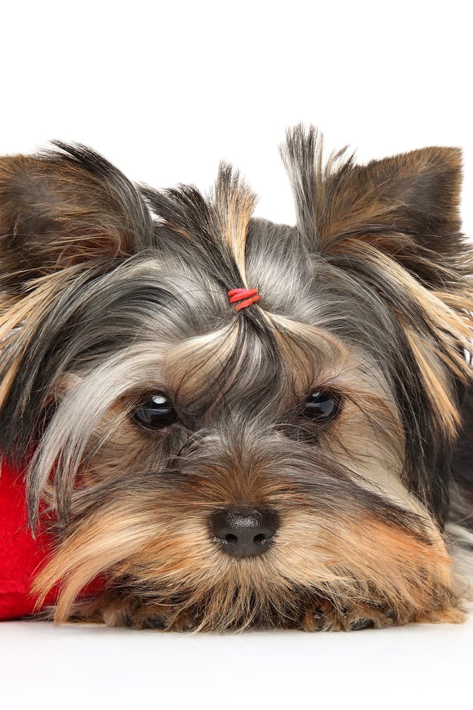 Yorkshire Terrier Style