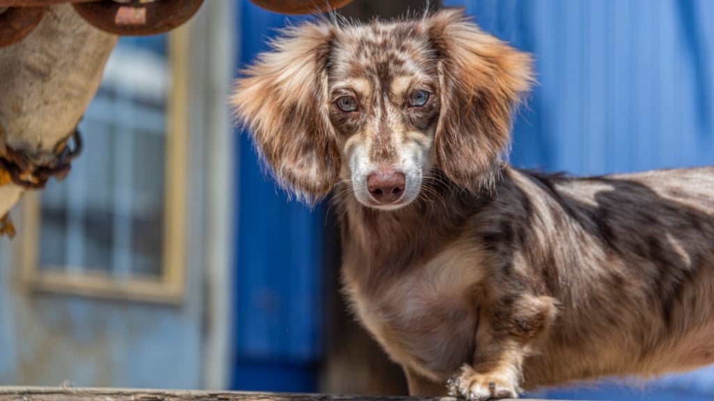 Curious Dapple Dachshund