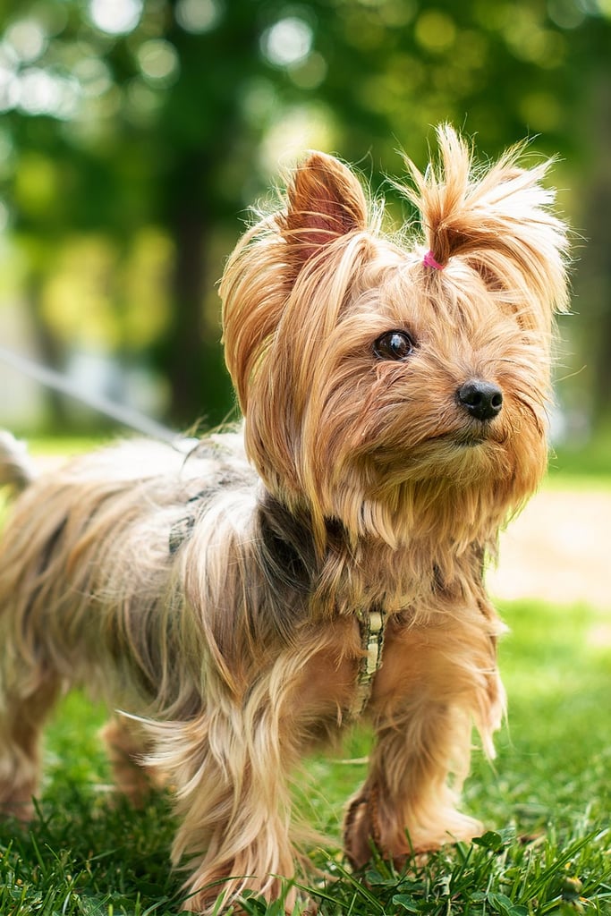 Yorkshire Terrier Full Grown