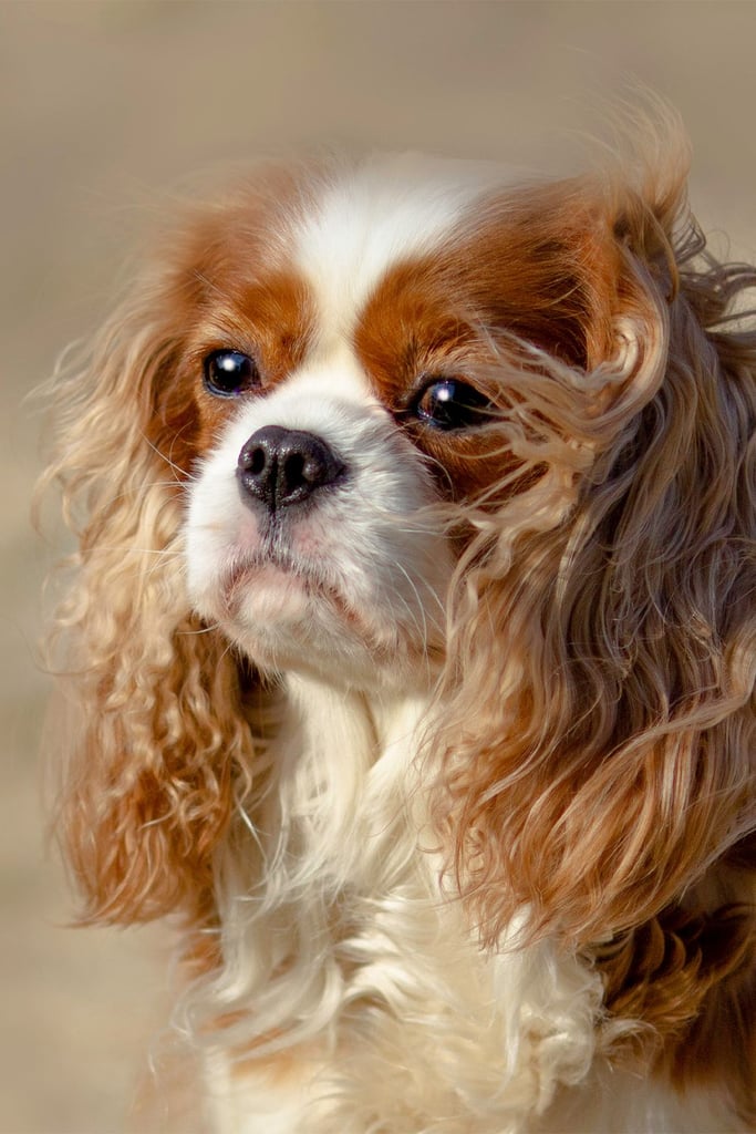 Cavalier King Charles Spaniel Puppy Grooming