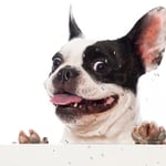 Are French Bulldogs Smart