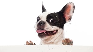Are French Bulldogs Smart