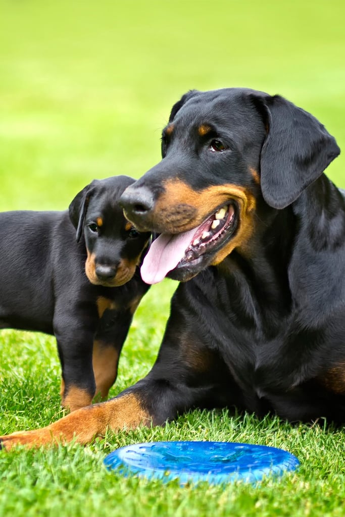 Doberman Pinscher Natural Ears