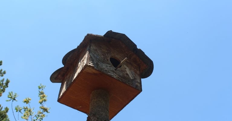 How To Get Birds To Go To Your Birdhouse