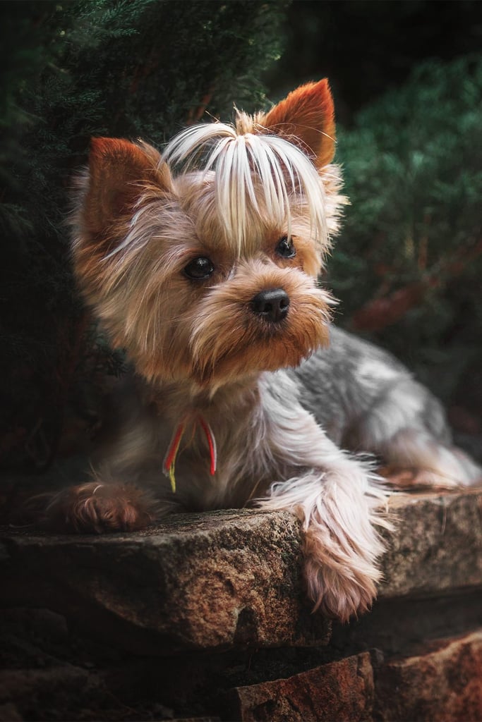 Yorkshire Terrier Haircut Hairstyles