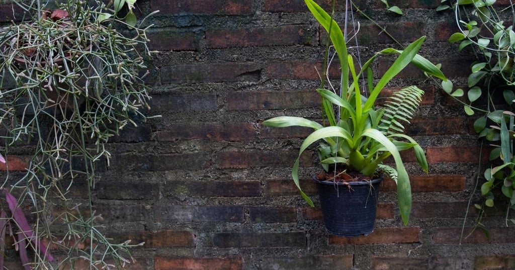 How to Keep Your Hanging Plants Looking Fresh for Years