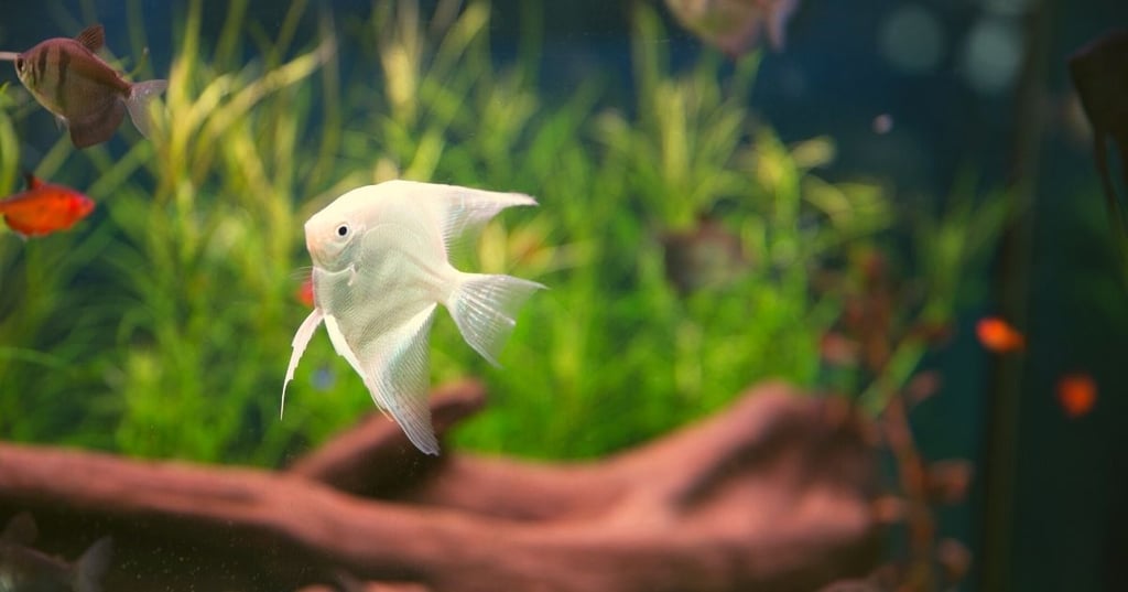 Fish That Thrive in In Wall Tanks