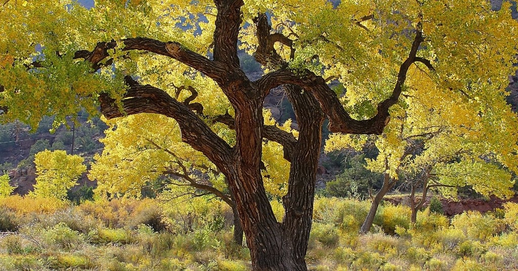 Cottonwood Trees
