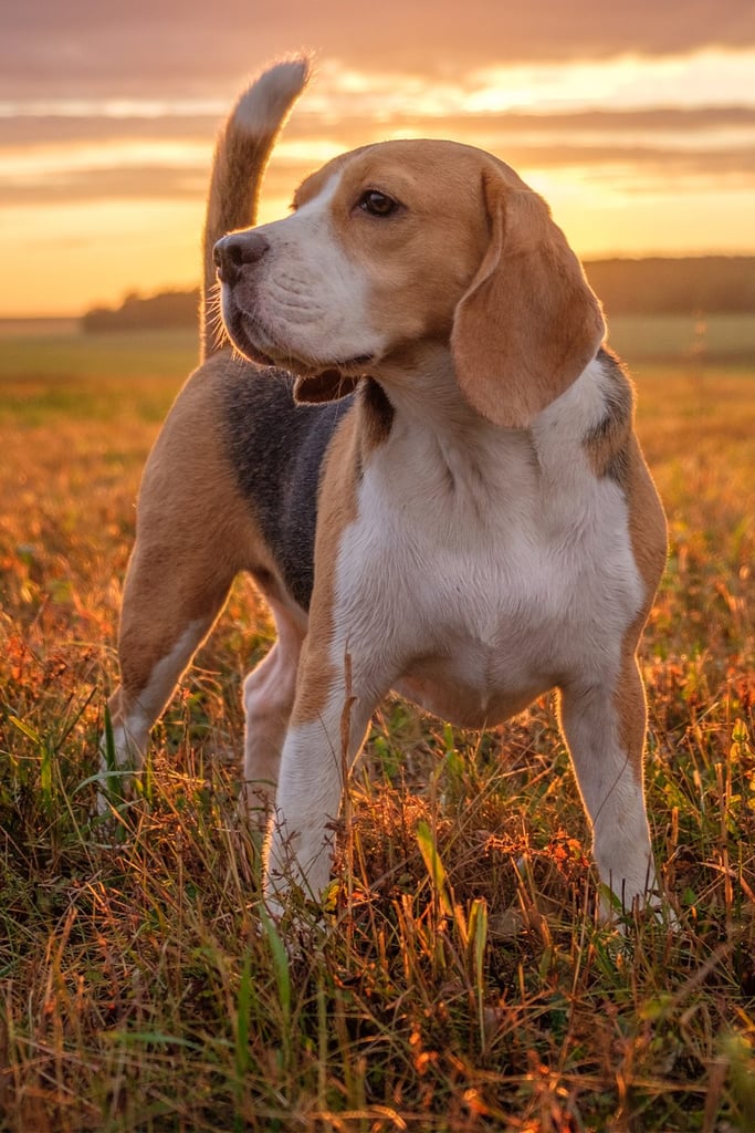 Beagle Colors