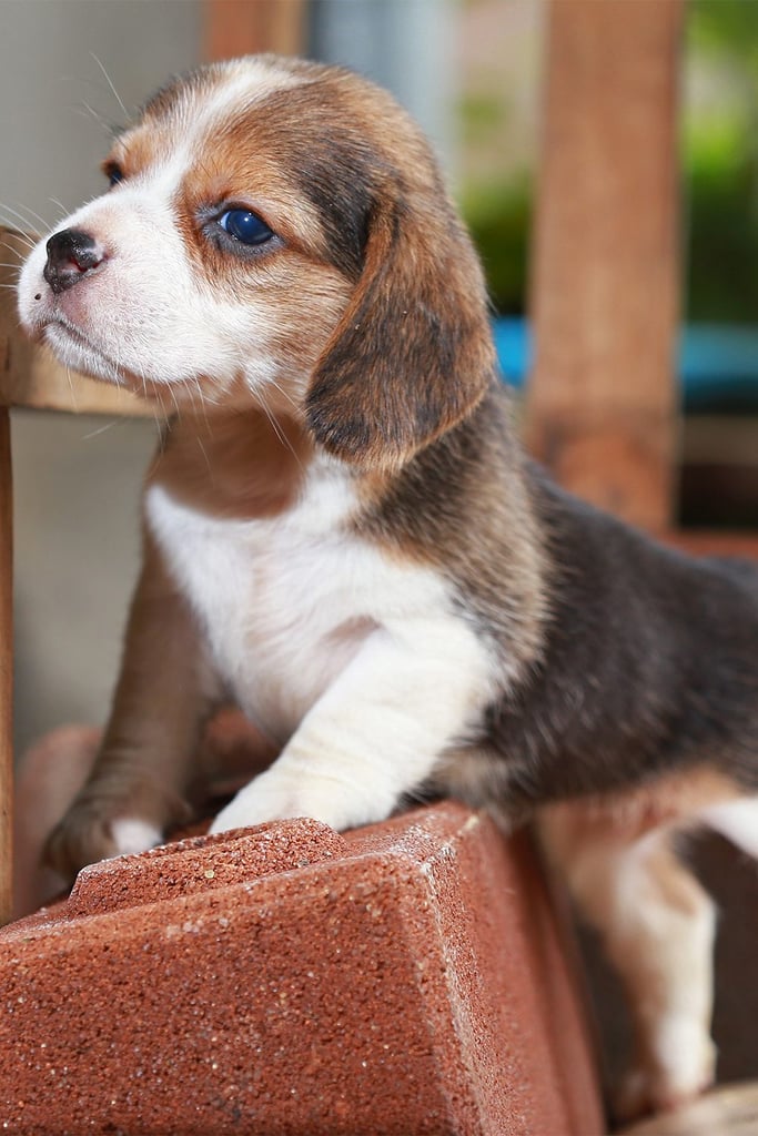 Beagle Funny Happiness