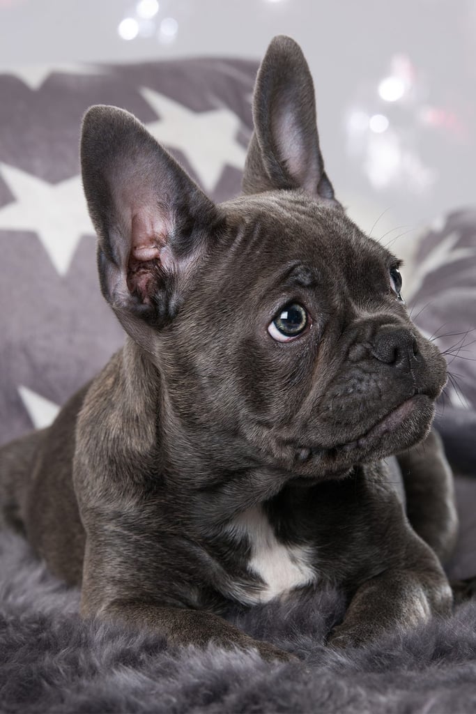 Merle French Bulldog