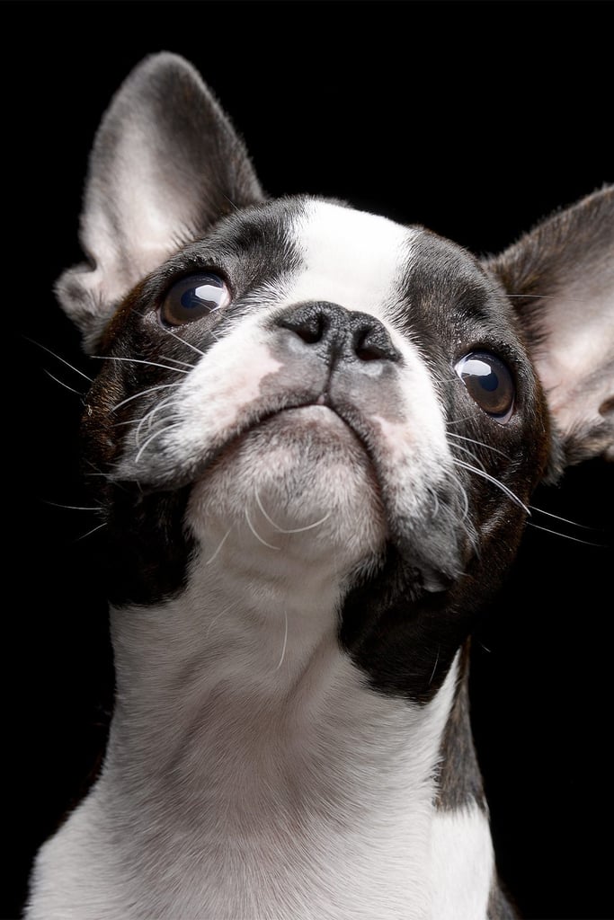 Boston Terrier