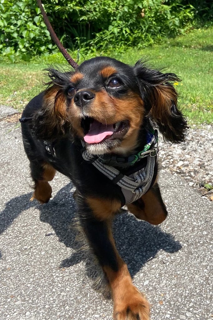 Cavalier King Charles Spaniel Black And Tan