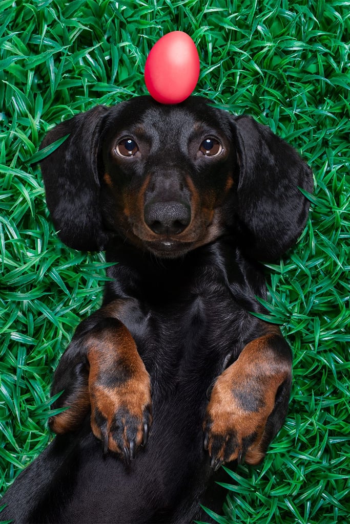 Smooth Dachshund Humor