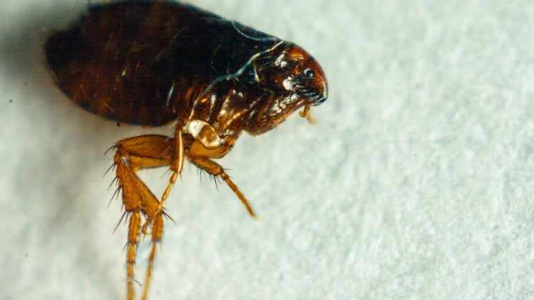 How to get rid of fleas in carpet