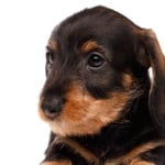 Dachshund Puppy