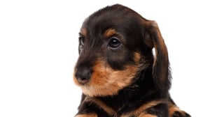 Dachshund Puppy