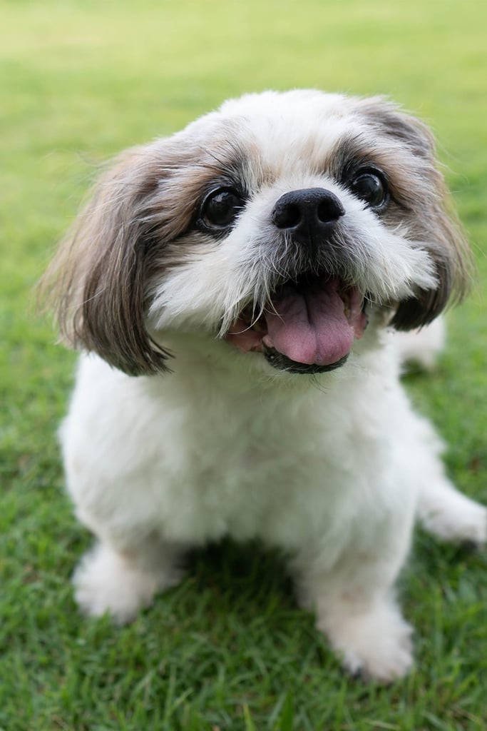 Shih Tzu Smile