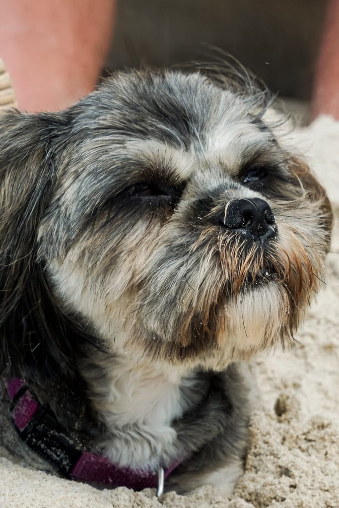 Shih Tzu Dog At The Beach