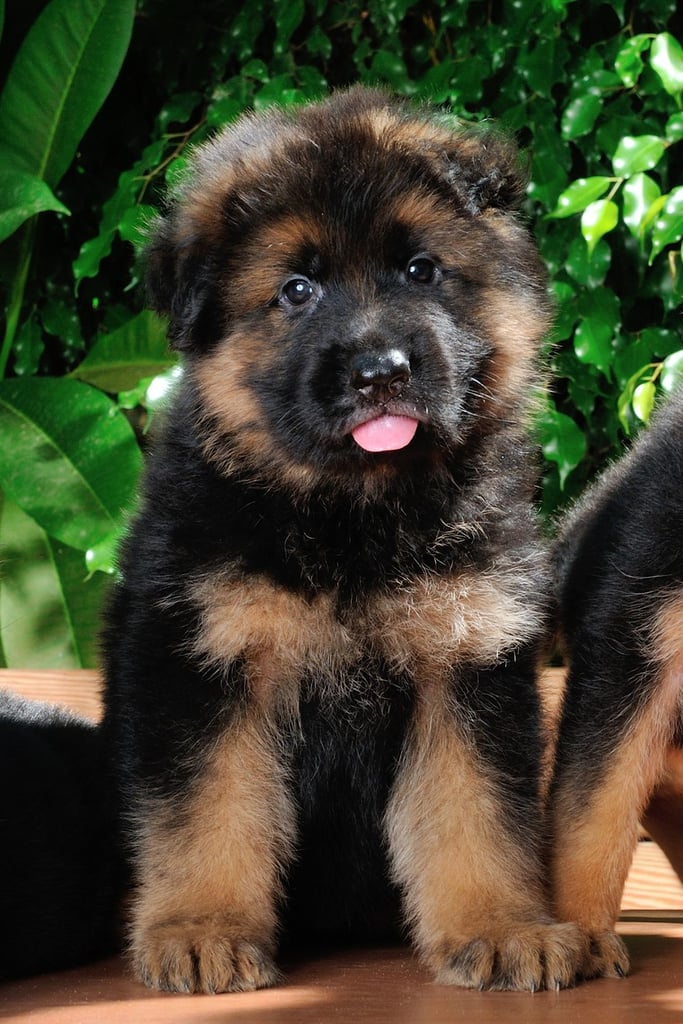 German Shepherd Puppy