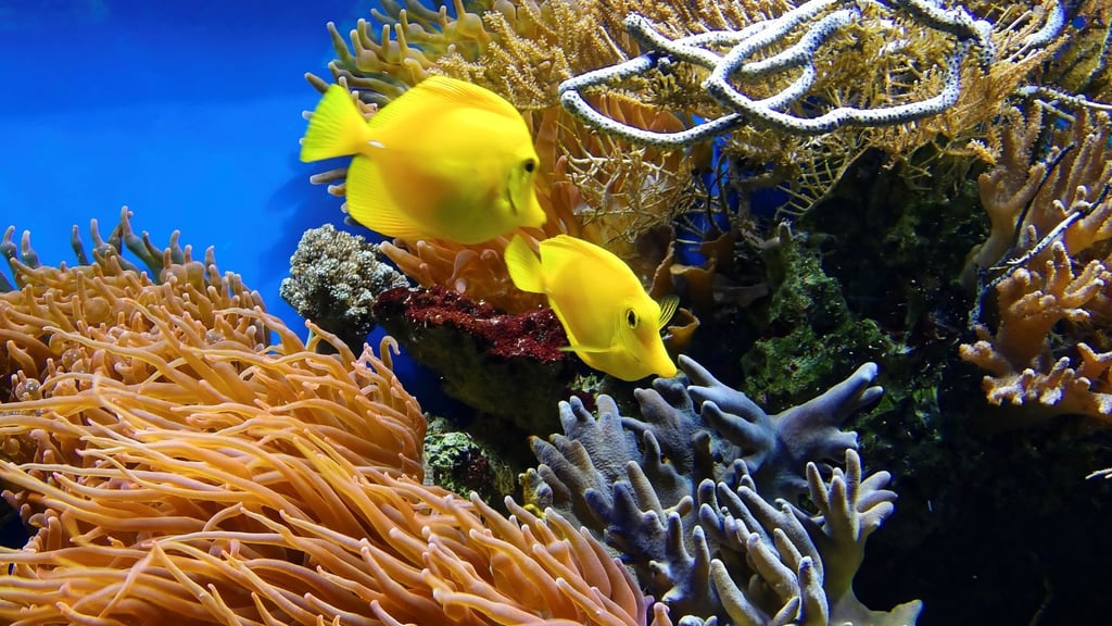 How do you maintain a full wall fish tank