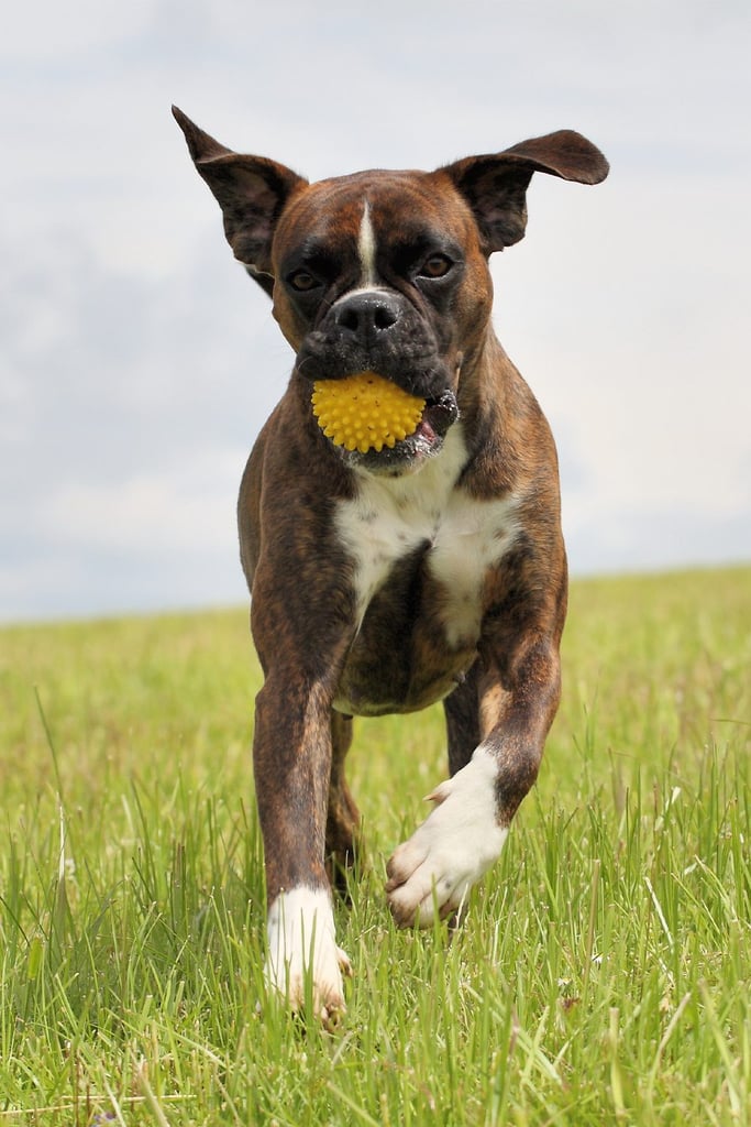 Brindle Boxer Dog Playing