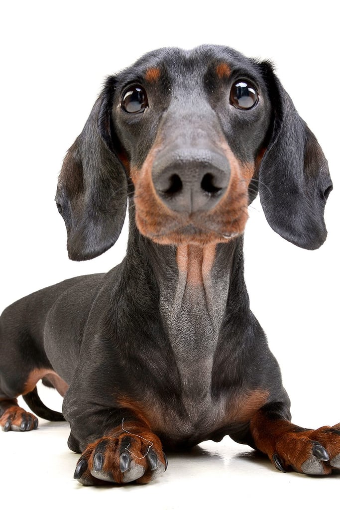 Dachshund Humor