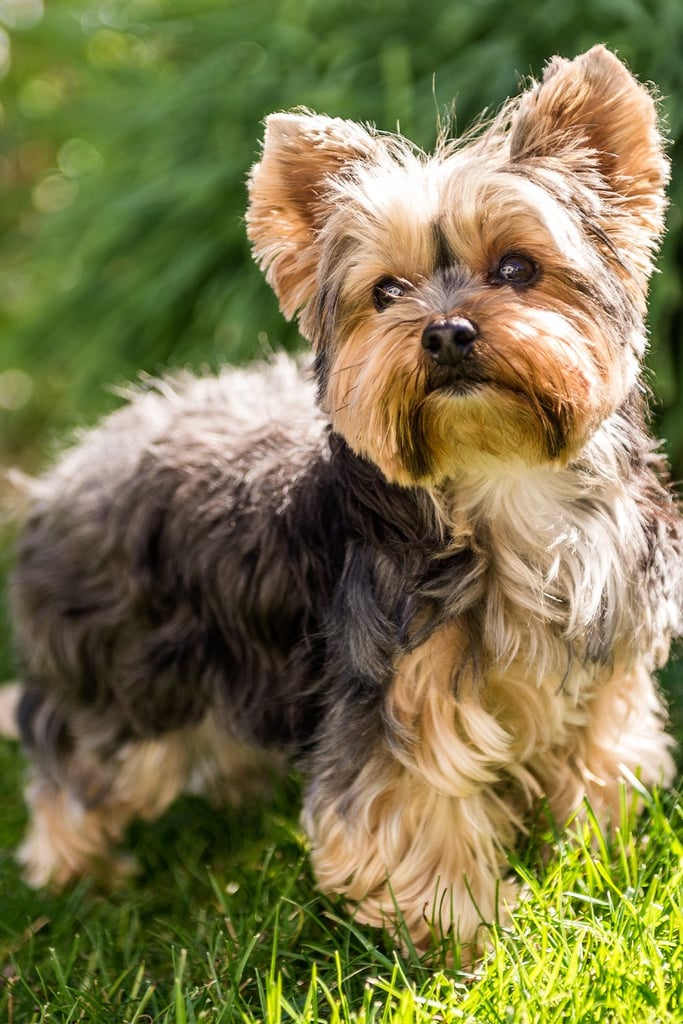 Cute Yorkshire Terrier Dogs