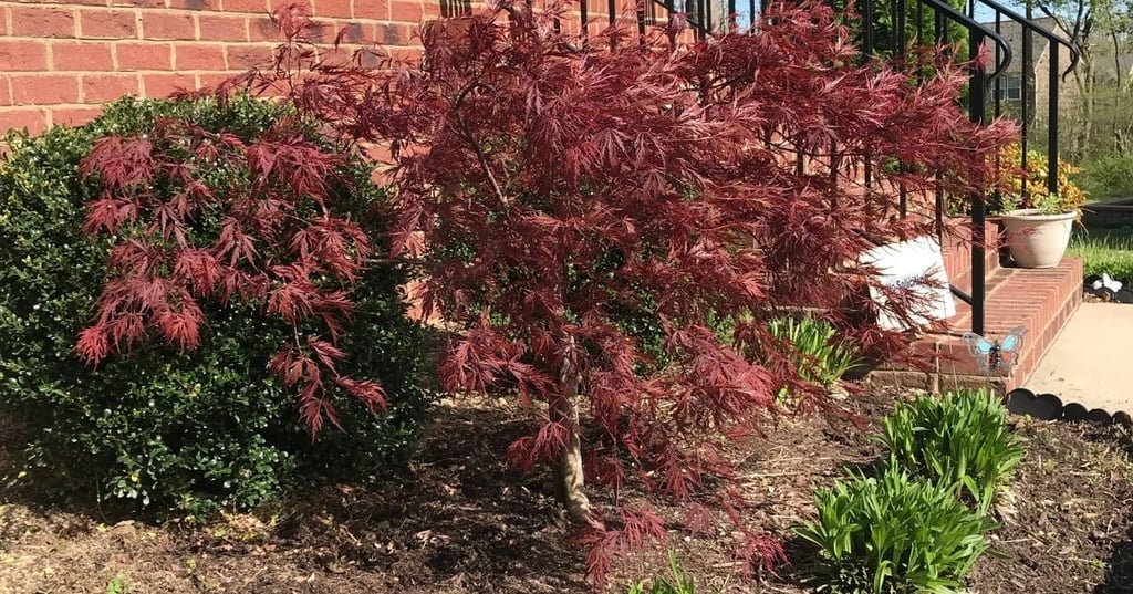 Japanese Maples Are the Perfect Tree for Any Climate