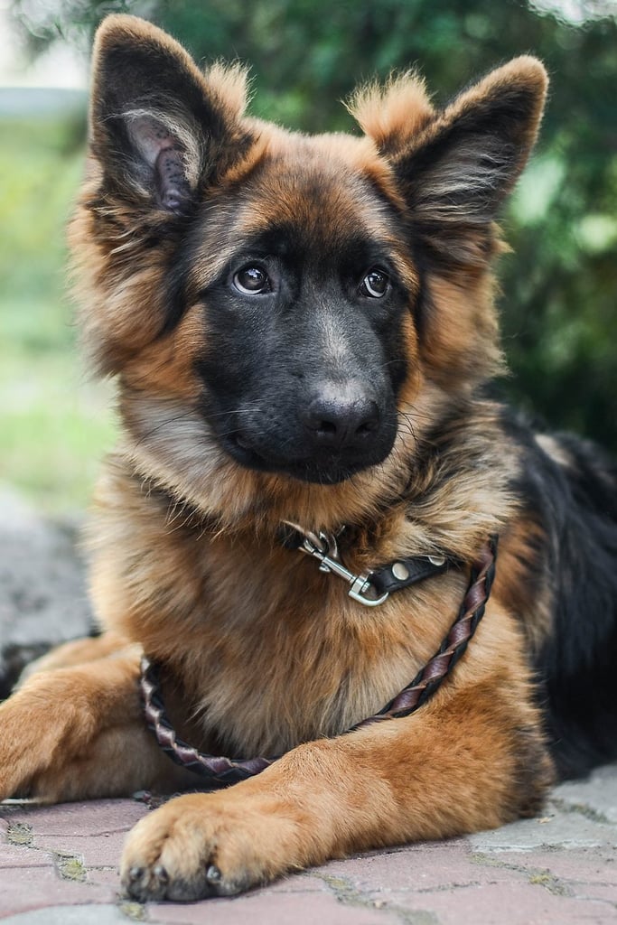 German Shepherd Exercise