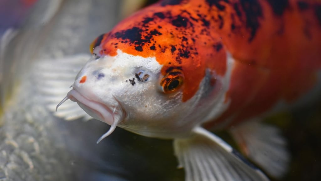 Koi fish can be expensive