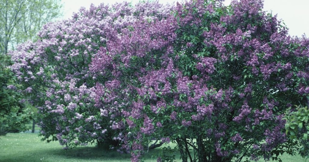 Get your trees and bushes to a great start with the right fertilizer