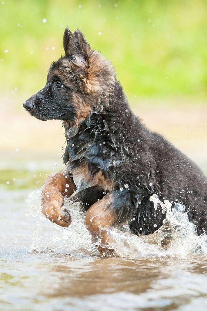 German Shepherd Puppy Playing