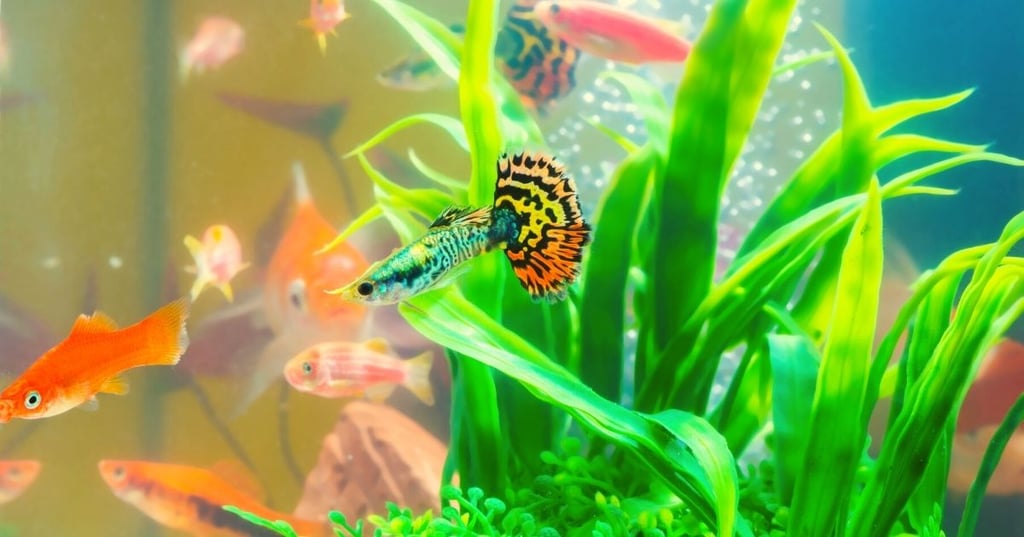 Choose safe decorations that wont affect water quality