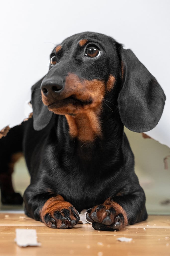 Naughty Dachshund Puppy