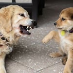Can Golden Retrievers be Aggressive