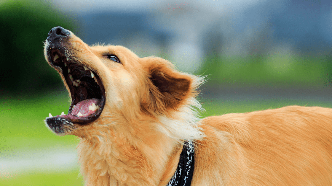 Why Do Golden Retrievers Become Aggressive?