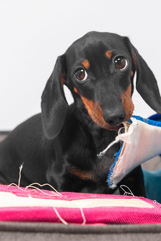 Funny Dachshund Puppy