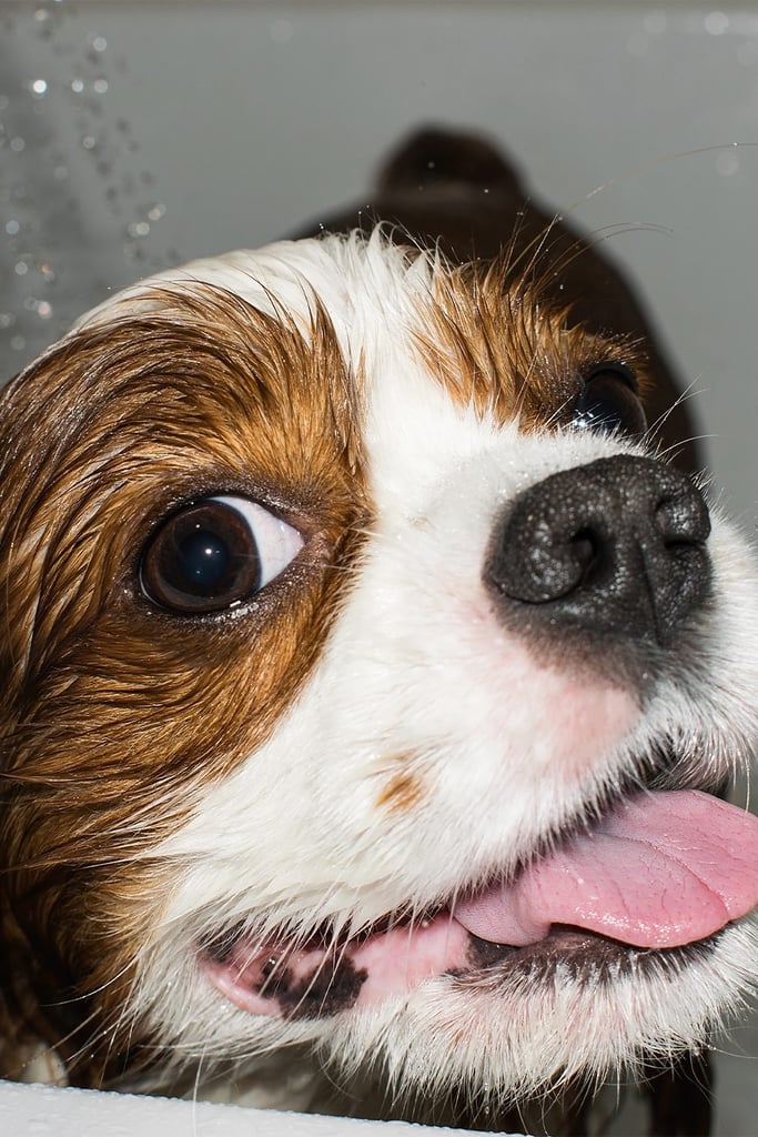 Cavalier King Charles Spaniel