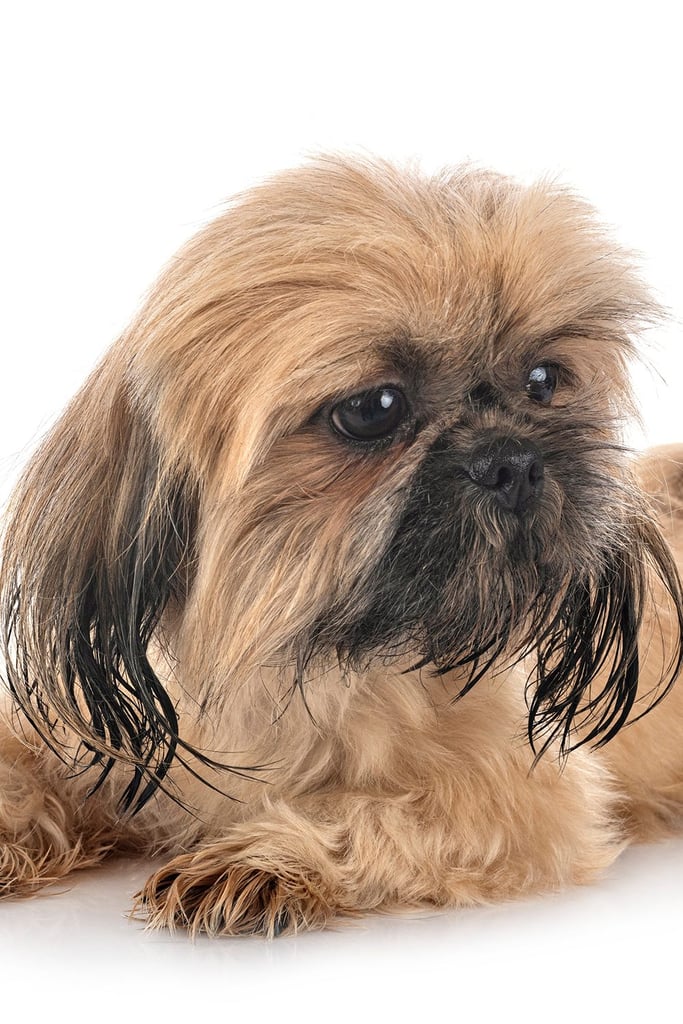 Brown Shih Tzu