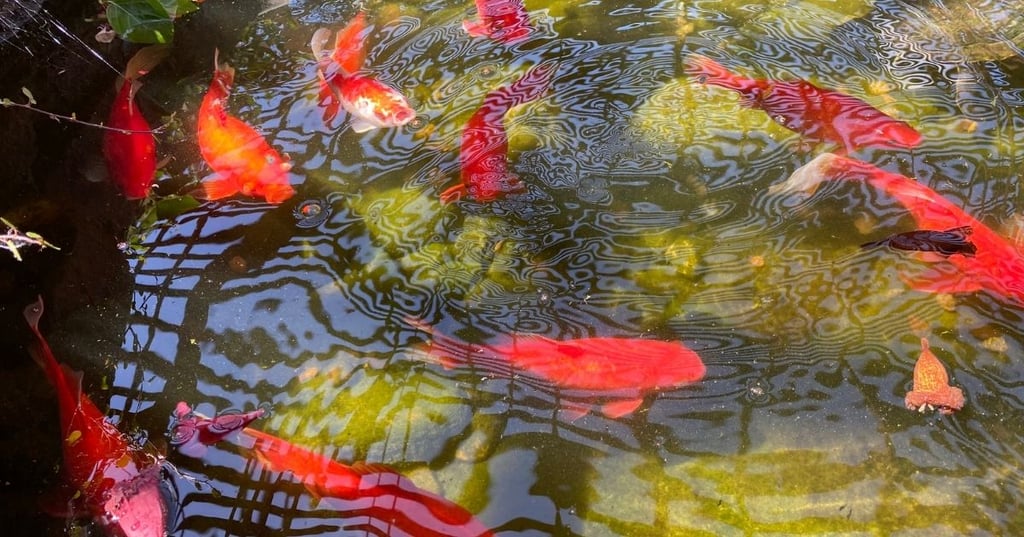 Koi Pond Maintenance