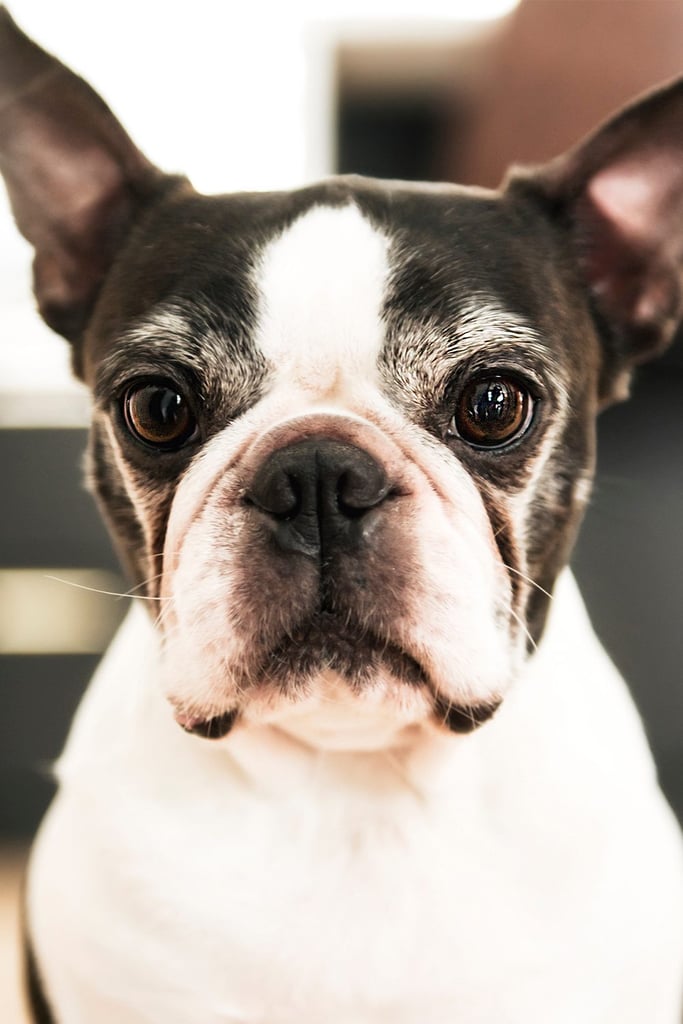 Boston Terrier Portrait