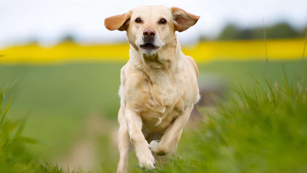 Labrador Retriever Exercise Needs