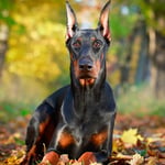 Doberman Pinschcer Dogs