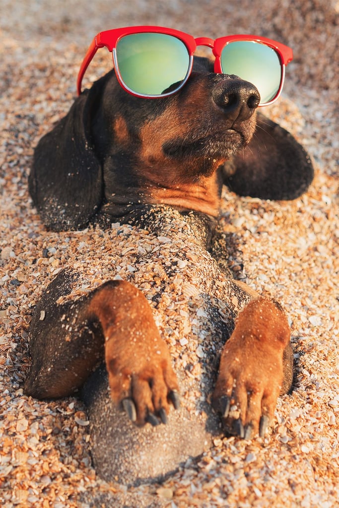 Funny Dachshund At The Beach